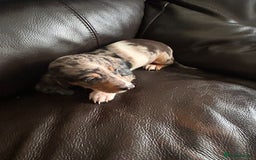 Miniature Dachshund dogs for sale: Dachshund puppies boys and girls ready now - Image 10