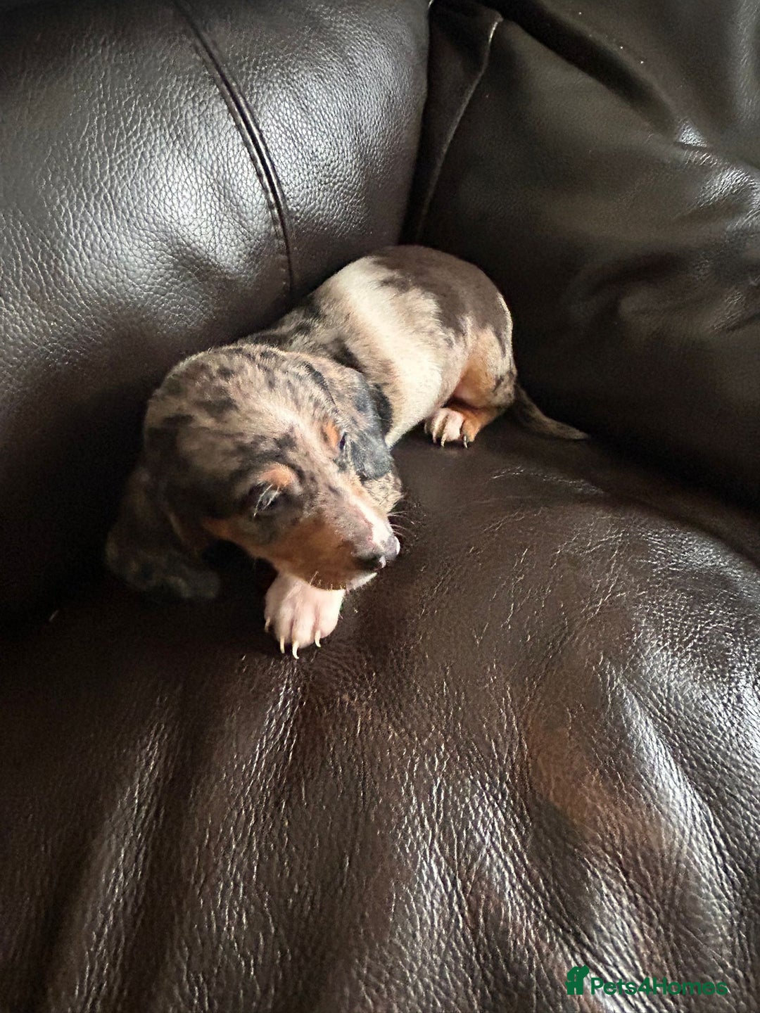 Miniature Dachshund dogs for sale: Dachshund puppies boys and girls ready now - Image 10