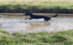 Labradoodle dogs for sale: Very lovely boy Bear 🐻  - Image 1