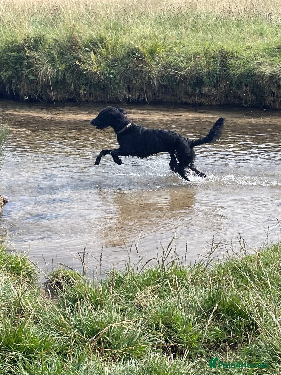 Labradoodle dogs for sale: Very lovely boy Bear 🐻  - Image 1
