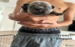 French Bulldog dogs for sale: 5 Beautiful French Bulldog Puppies  - Image 13