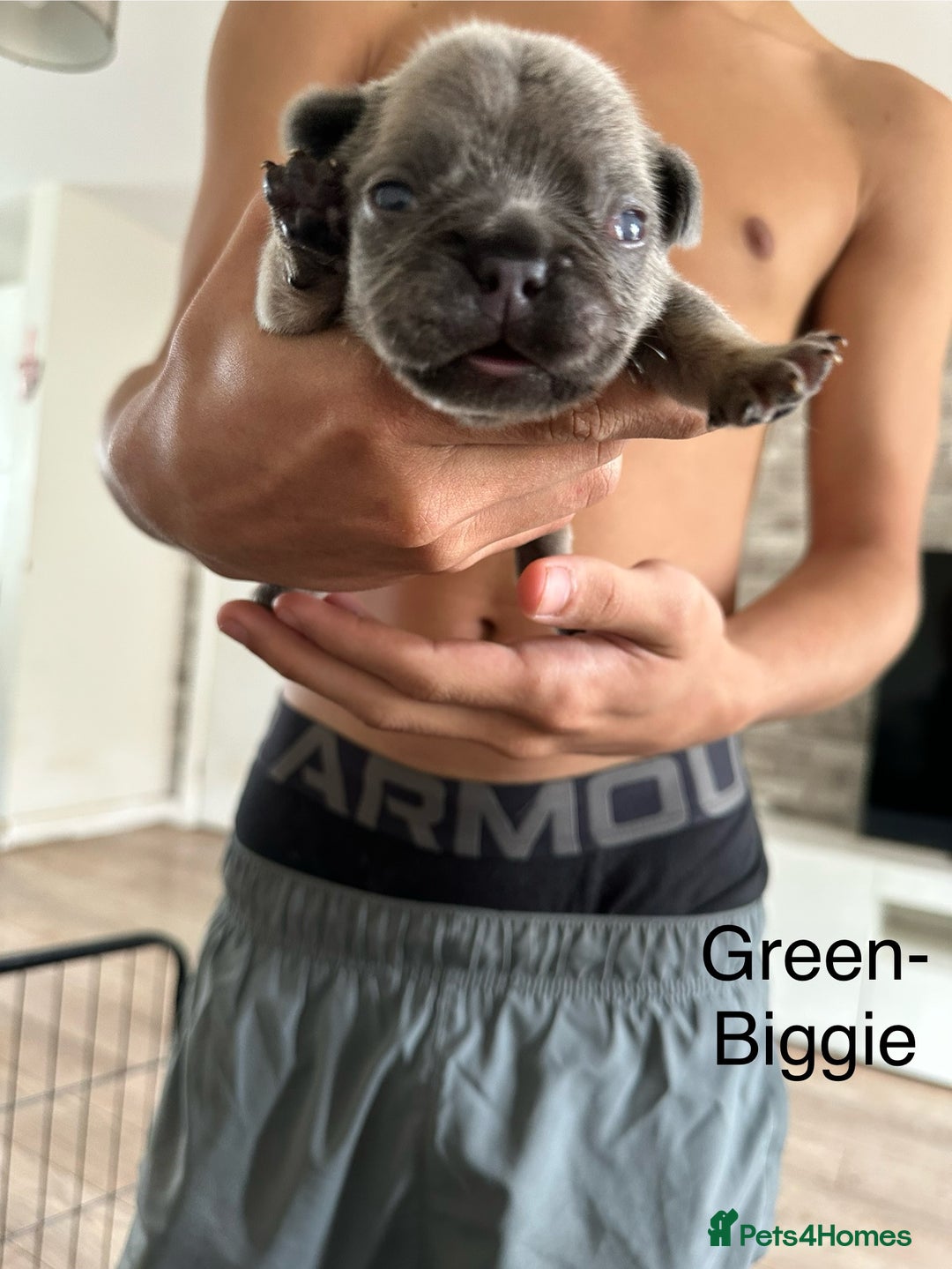 French Bulldog dogs for sale: 5 Beautiful French Bulldog Puppies  - Image 13