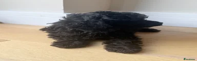 Toy Poodle 5