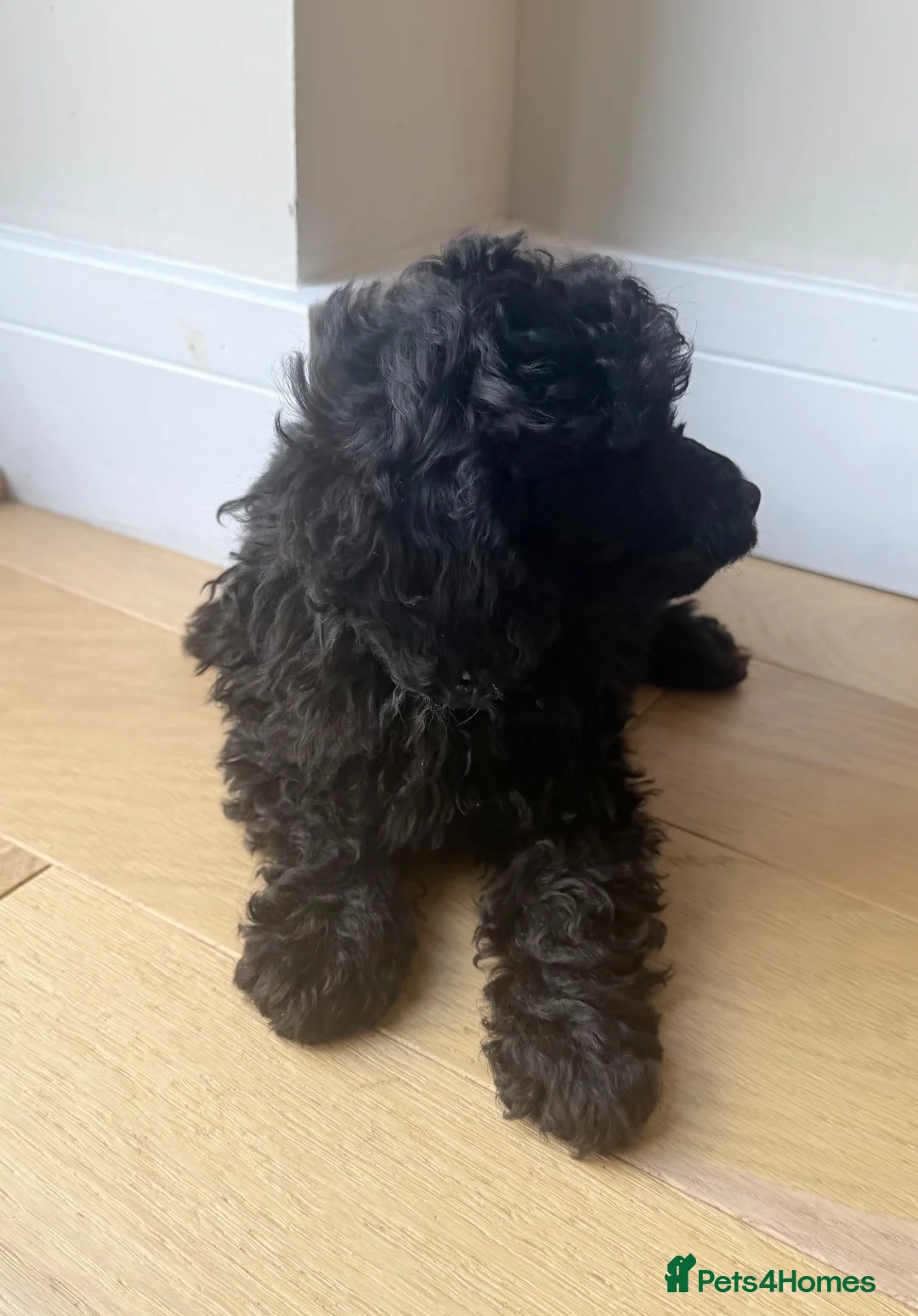 Toy Poodle dogs for sale: Toy poodle puppies (afterglow bred) - Advert 22