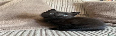 Black male