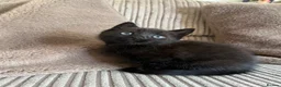 Mixed Breed cats for sale: Adorable Kittens for Sale - Advert 7