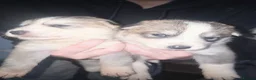 Shepsky dogs for sale: Shepsky pups - Advert 7