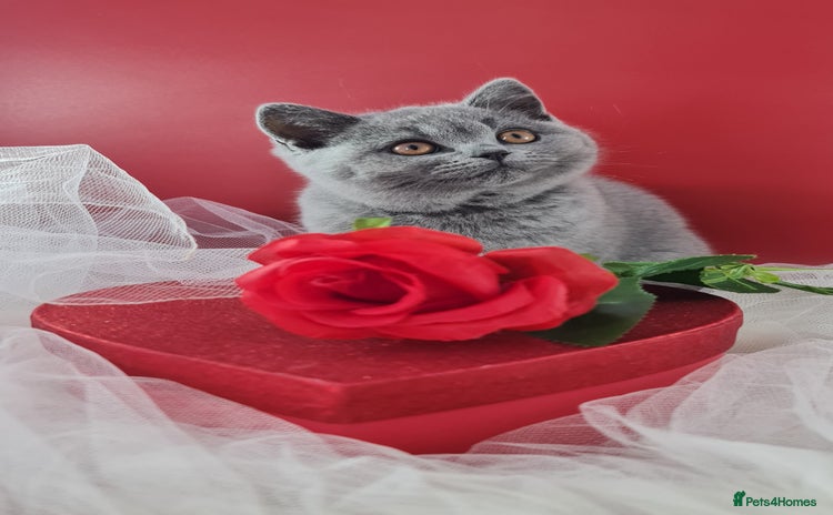 British Shorthair cats - Advert 14