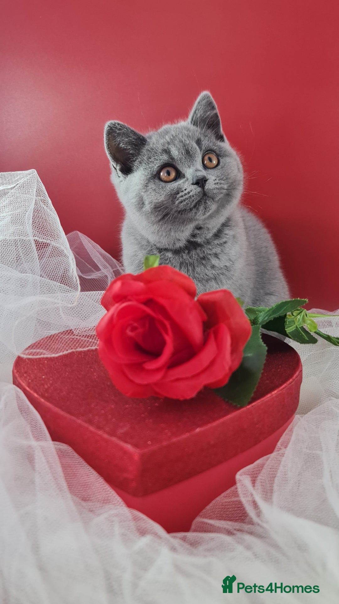 British Shorthair cats for sale: CHAMPION SIRED PEDIGREE GCCF REG BLUE BSH KITTEN - Image 1