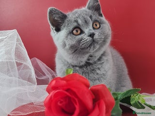 British Shorthair cats - Advert 30