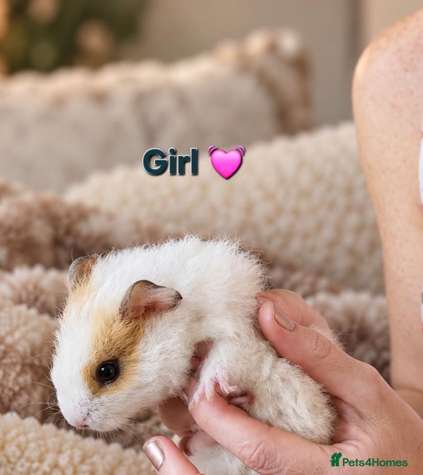 Guinea Pig rodents 🐹🤎 Beautiful Teddy Guinea Pigs 1 girl 2 boys. - Advert 1