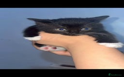 Mixed Breed cats for sale: Furry friends  - Advert 3