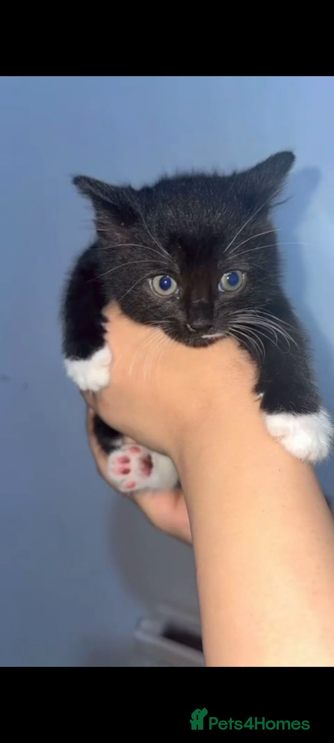 Mixed Breed cats for sale: Furry friends  - Advert 3