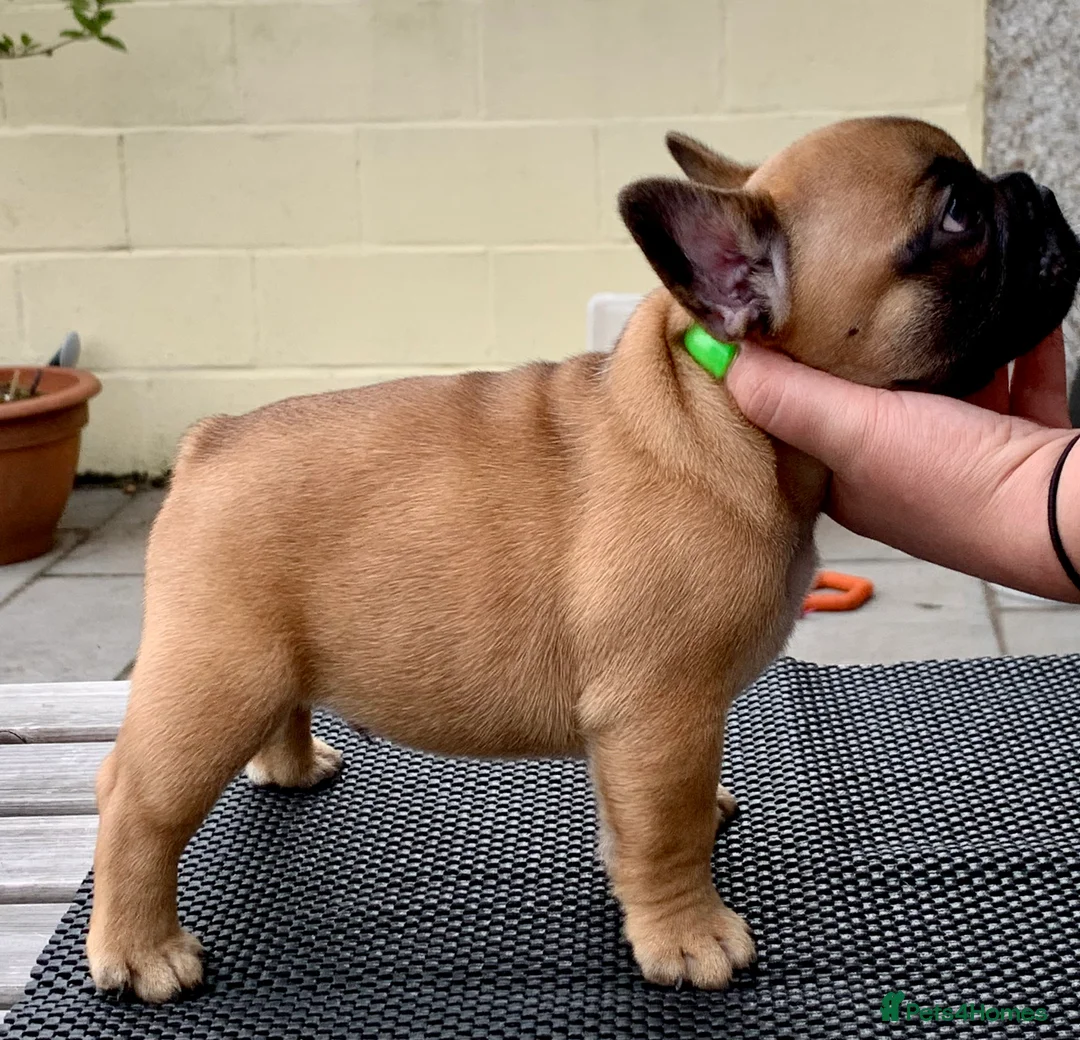 French Bulldog dogs for stud: Henri show winning red fawn stud  - Advert 36