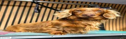 Miniature Dachshund dogs for sale: True Long Hair Minature Dachshund  - Advert 15