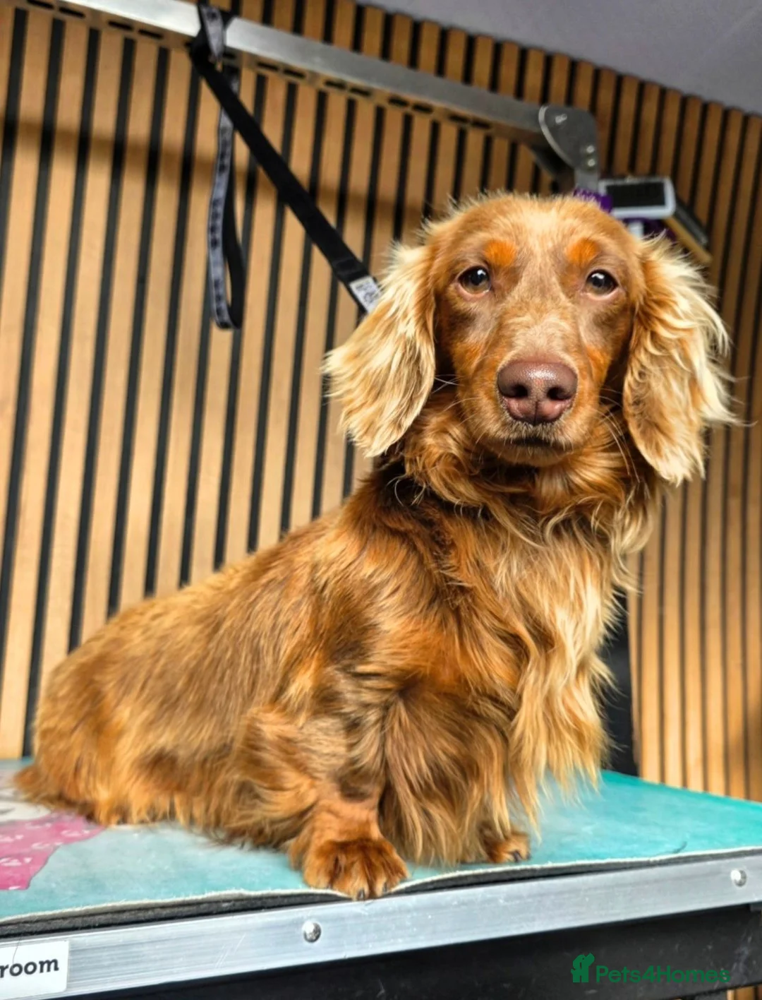 Miniature Dachshund dogs for sale: True Long Hair Minature Dachshund  - Advert 15