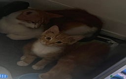 Domestic Shorthair cats for sale: Orange Fluffballs 💕💕 - Image 5