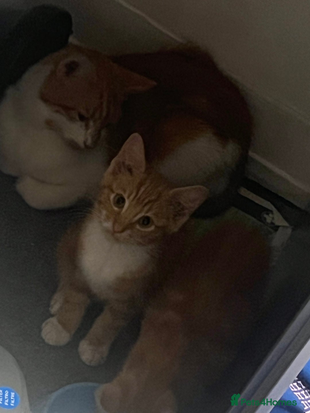 Domestic Shorthair cats for sale: Orange Fluffballs 💕💕 - Image 5