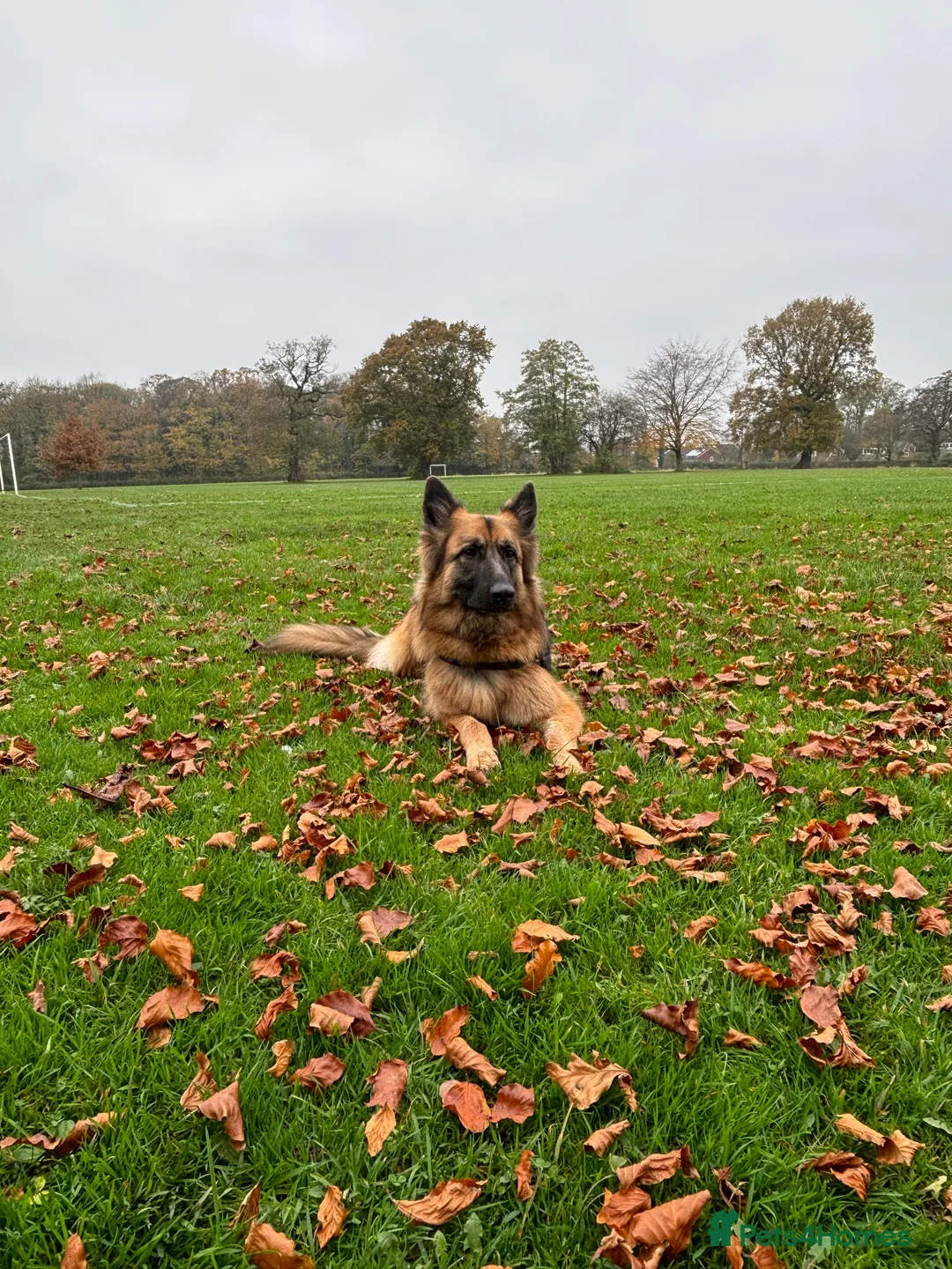 German Shepherd dogs for sale: Bella - German Shepherd looking for a forever home - Advert 7