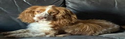 Cocker Spaniel dogs for sale: Show cocker spaniels  - Advert 1