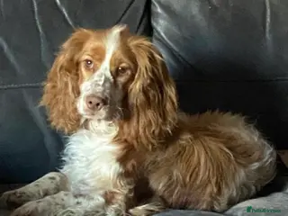 Cocker Spaniel dogs Show cocker spaniels - Advert 1