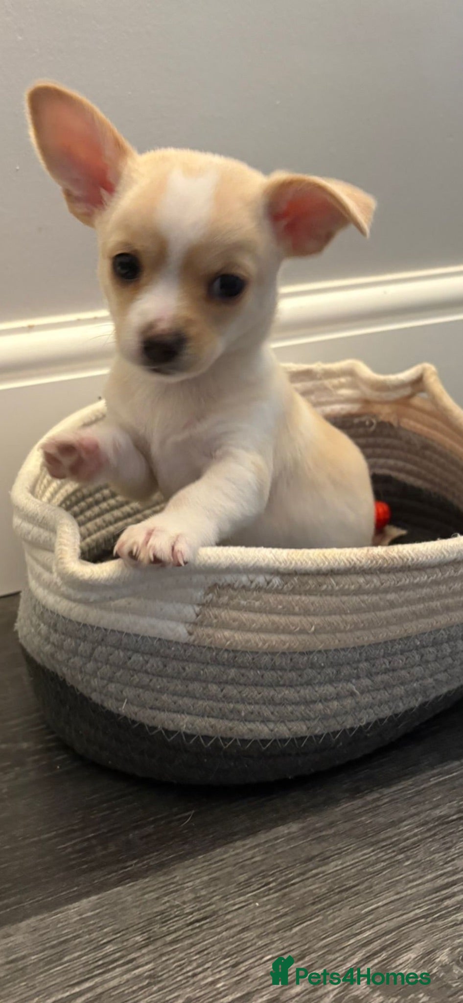 Chihuahua dogs Beautiful chihuahua babies - Advert 2