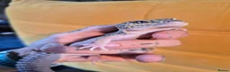 Leopard Gecko reptiles for sale: Leopard gecko - Advert 4