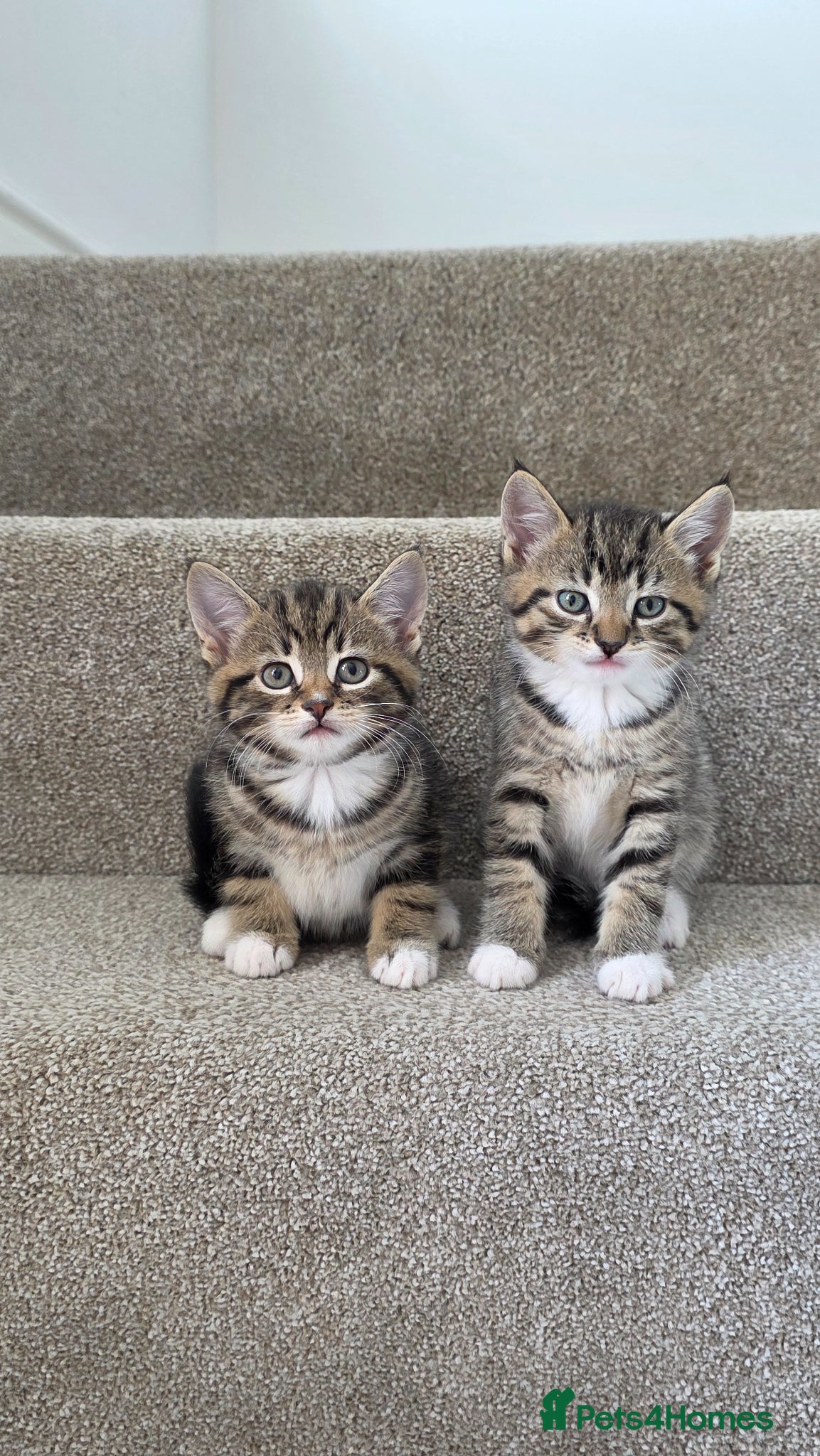 Mixed Breed cats LAST KITTEN LEFT 🐾 - Advert 19
