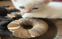 Ragdoll cats for sale: ADORABLE RAGDOLL KITTENS - READY NOW - Image 21