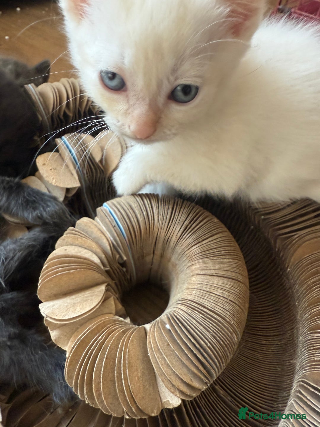 Ragdoll cats for sale: ADORABLE RAGDOLL KITTENS - READY NOW - Image 21