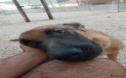 Mixed Breed dogs for adoption: 💖Hope and a Bright Future for DAMA - Image 2