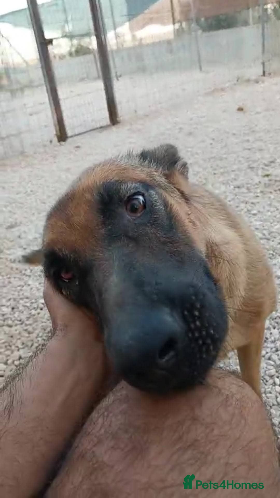 Mixed Breed dogs for adoption: 💖Hope and a Bright Future for DAMA - Image 2