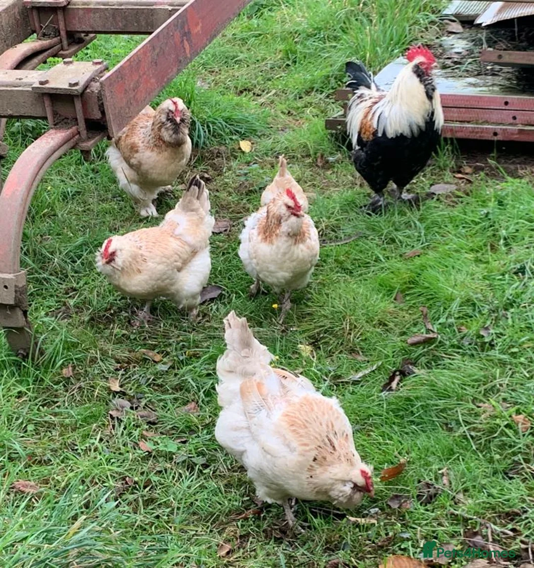Chickens poultry for sale: Salmon Faverolle Hens for sale - 5 weeks old - Advert 4