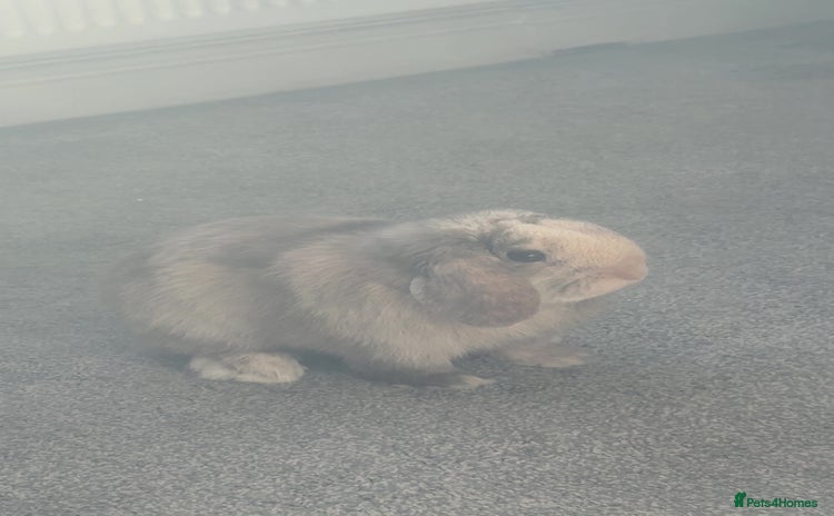 Mini Lop rabbits - Advert 2