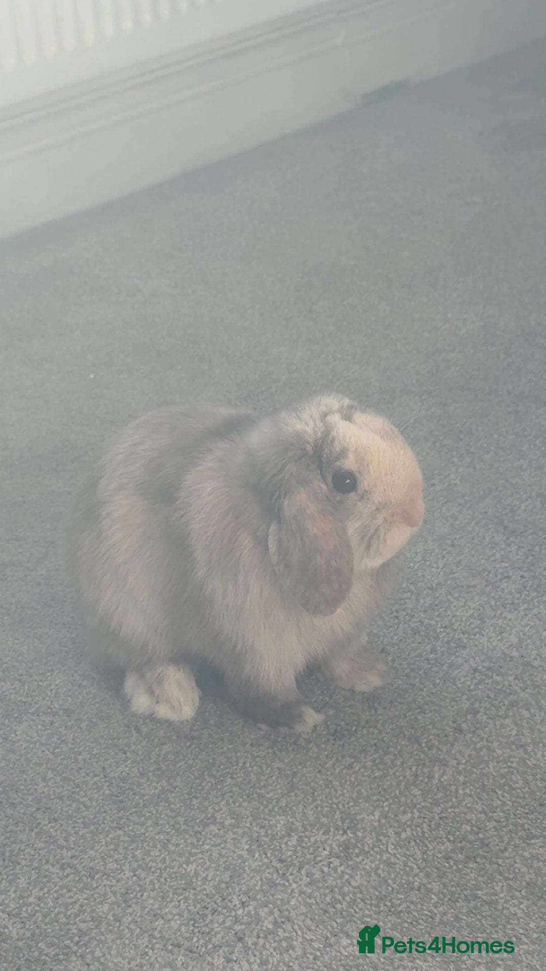 Mini Lop rabbits for sale: Mini lop rabbit - Image 1