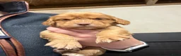 Cocker Spaniel dogs for sale: Cocker spaniel puppies - Advert 3