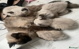 Ragdoll cats for sale: Beautiful, fluffy seal point ragdoll babies - Advert 2