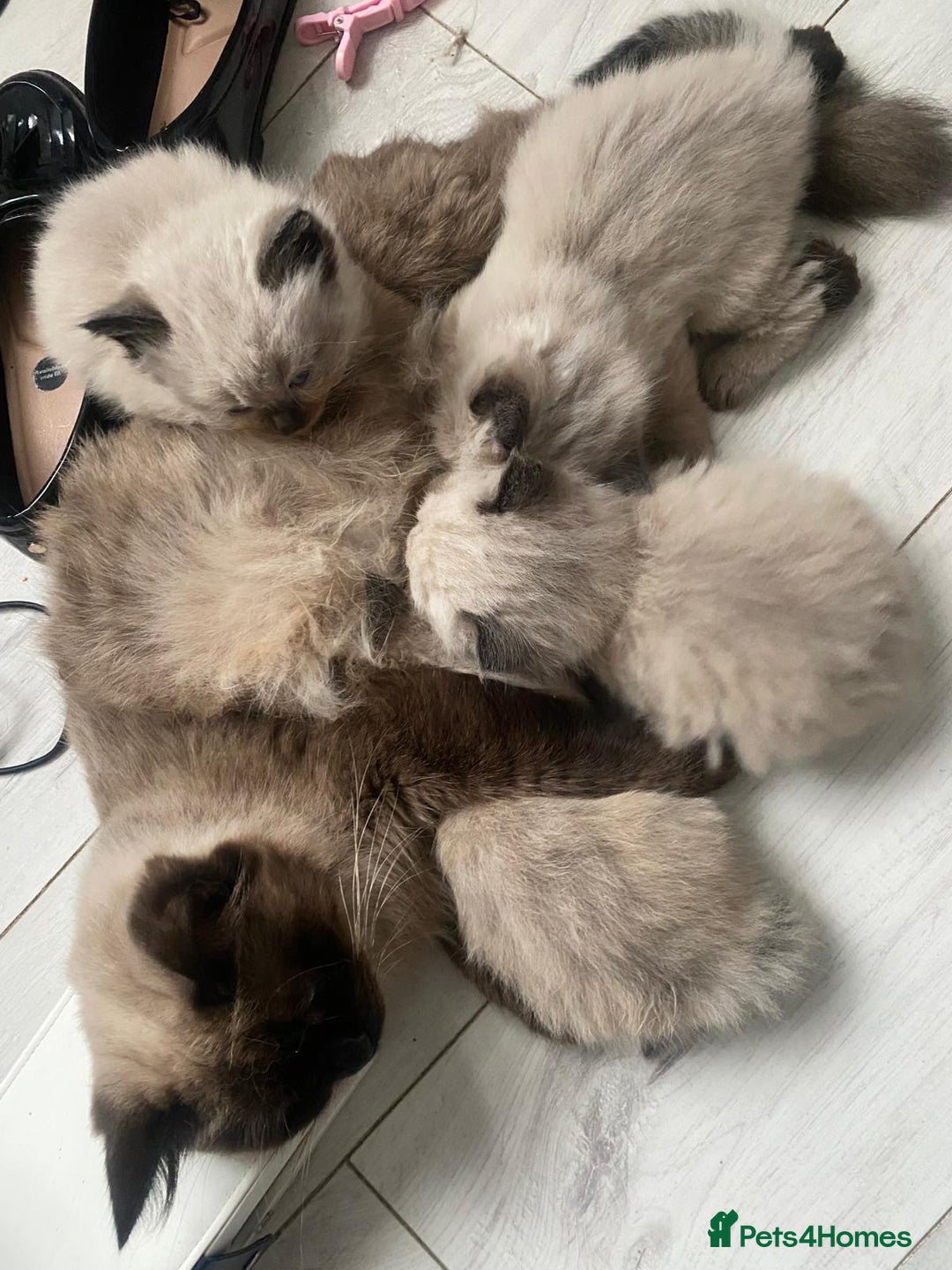 Ragdoll cats for sale: Beautiful, fluffy seal point ragdoll babies - Advert 2