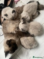 Ragdoll cats Beautiful, fluffy seal point ragdoll babies - Advert 1