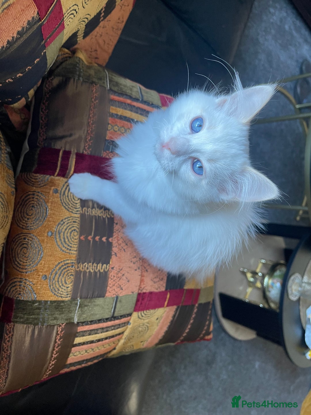 Ragdoll cats for sale: Ragdoll adults Purebred pedigree 5 generations  - Advert 32