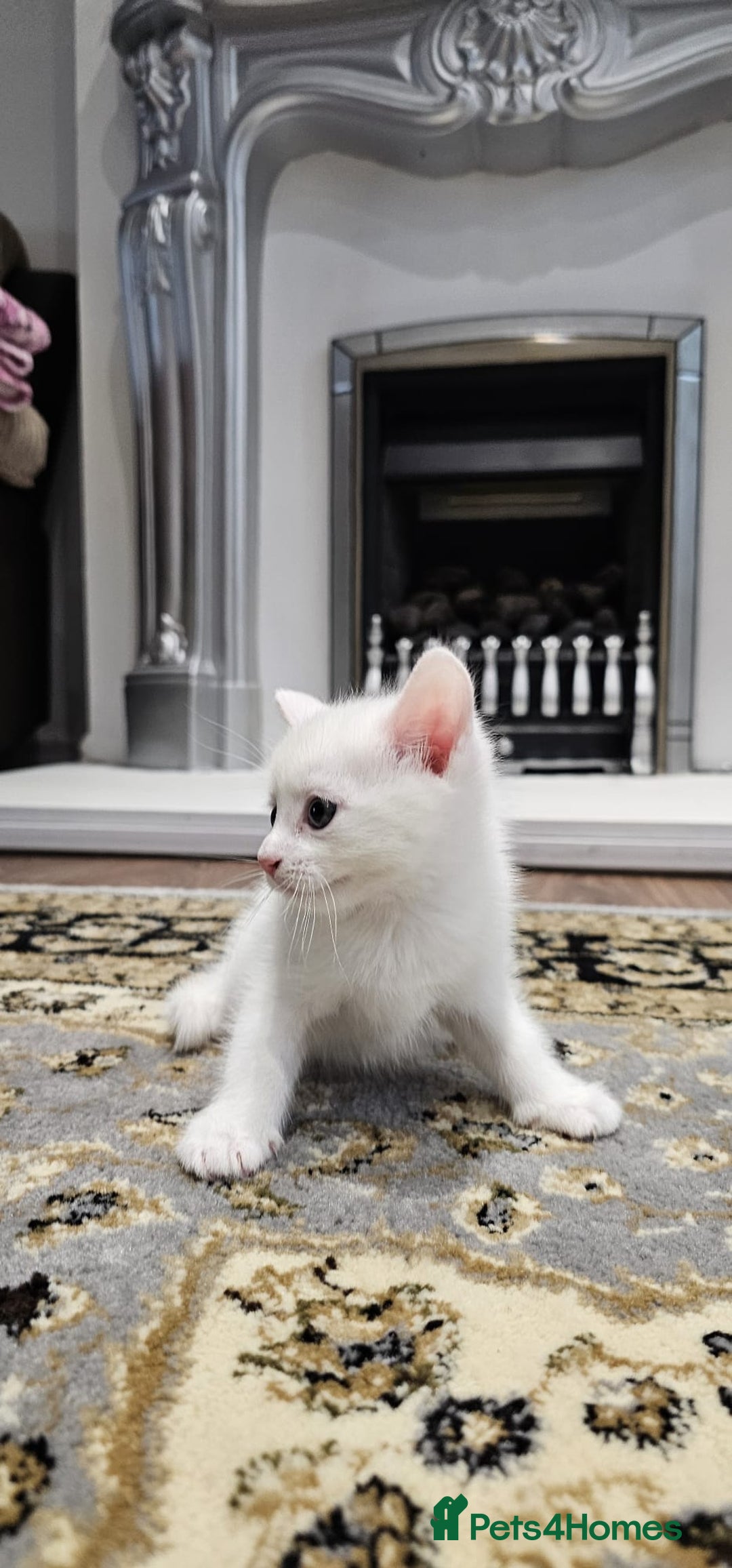 British Shorthair cats for sale: x6 Gorgeous Kittens looking for forever homes - Image 10