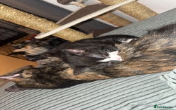 Mixed Breed cats for sale: 1 female kitten for sale  - Image 2