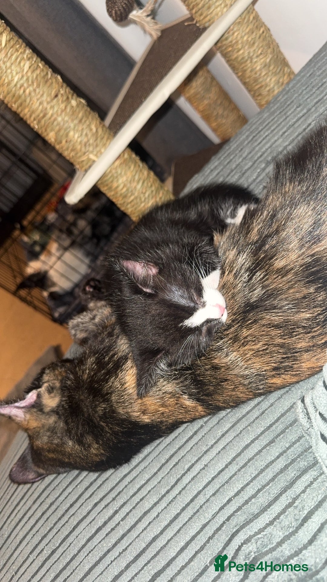 Mixed Breed cats for sale: 1 female kitten for sale  - Image 2