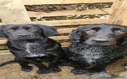 Sprocker dogs for sale: 7 beautiful sprockers for sale  - Advert 8