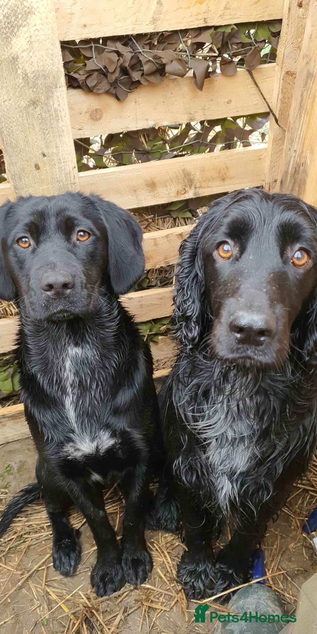 Sprocker dogs for sale: 7 beautiful sprockers for sale  - Advert 8