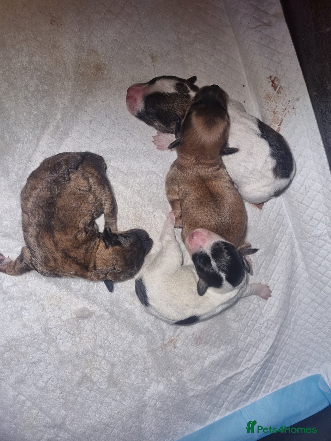 Maltipoo dogs for sale: Maltipoo's rare sable parti colours x4 - Image 23