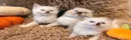 Ragdoll cats for sale: 3 beautiful ragdoll babies! - Advert 11
