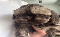 Shih Tzu dogs for sale: Imperial Shihtzu puppies - Image 3