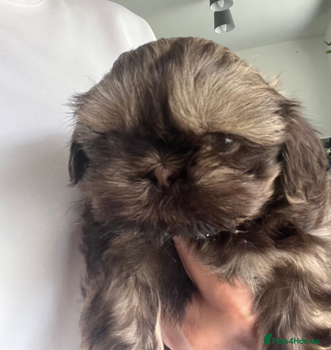 Shih Tzu dogs for sale: Imperial Shihtzu puppies - Image 3