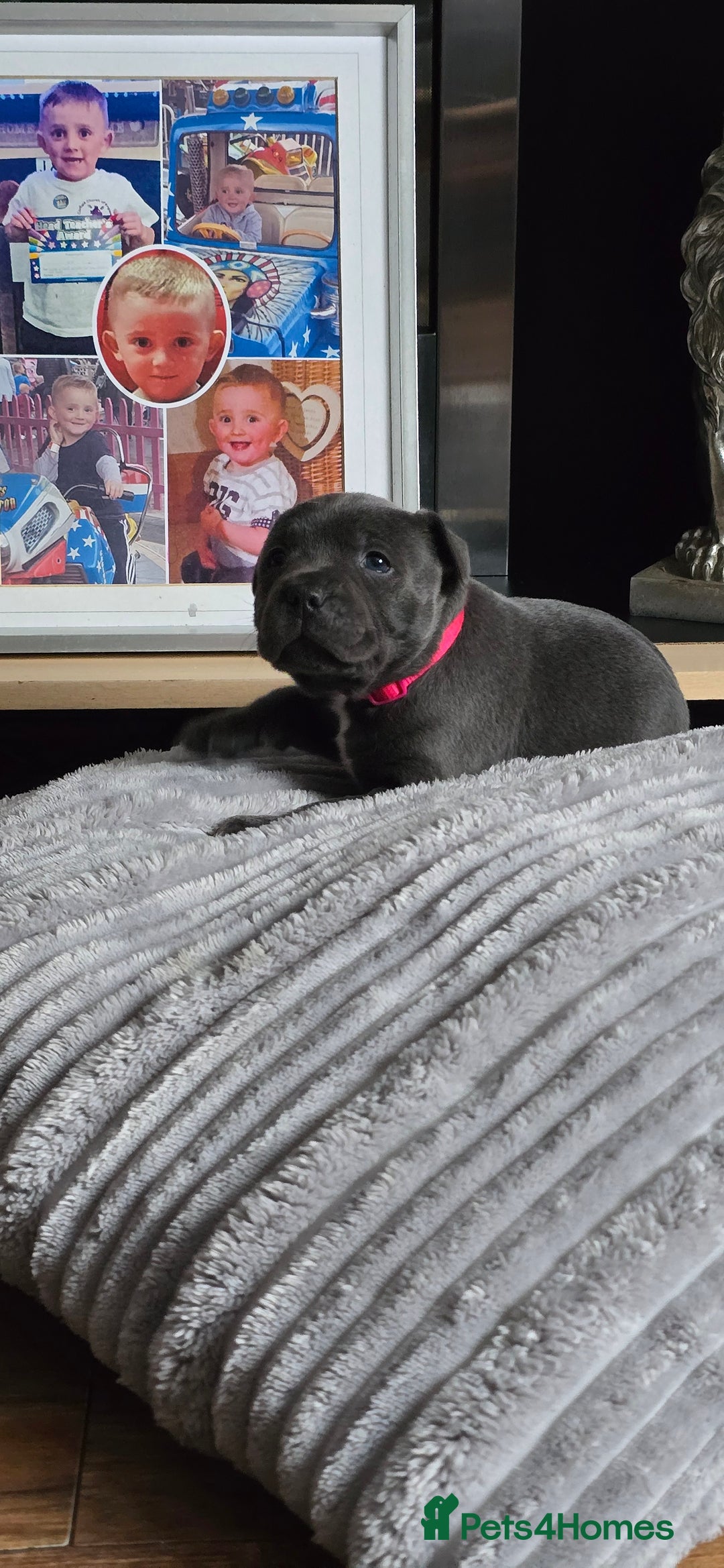 Staffordshire Bull Terrier dogs for sale: 4 beutiful blue staffies dad and mum kc  - Advert 2